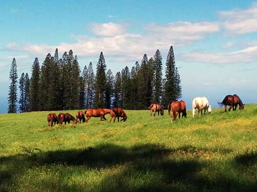 Horses in Hawaii