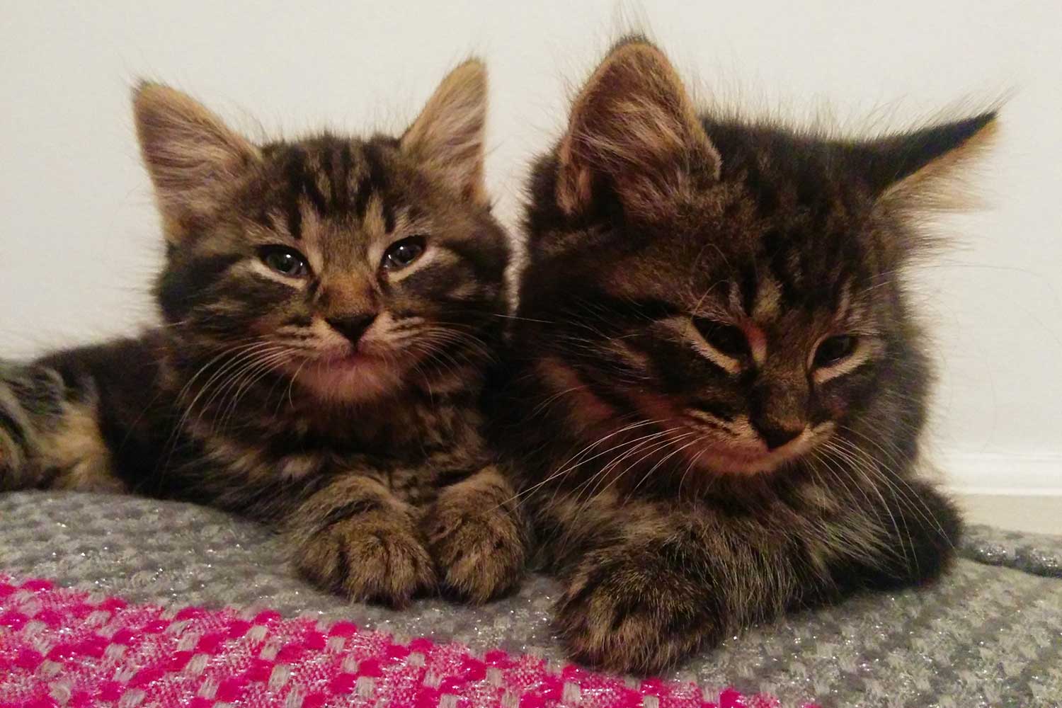 Lias and Little Puss: two ten-week-old grey tabby kittens